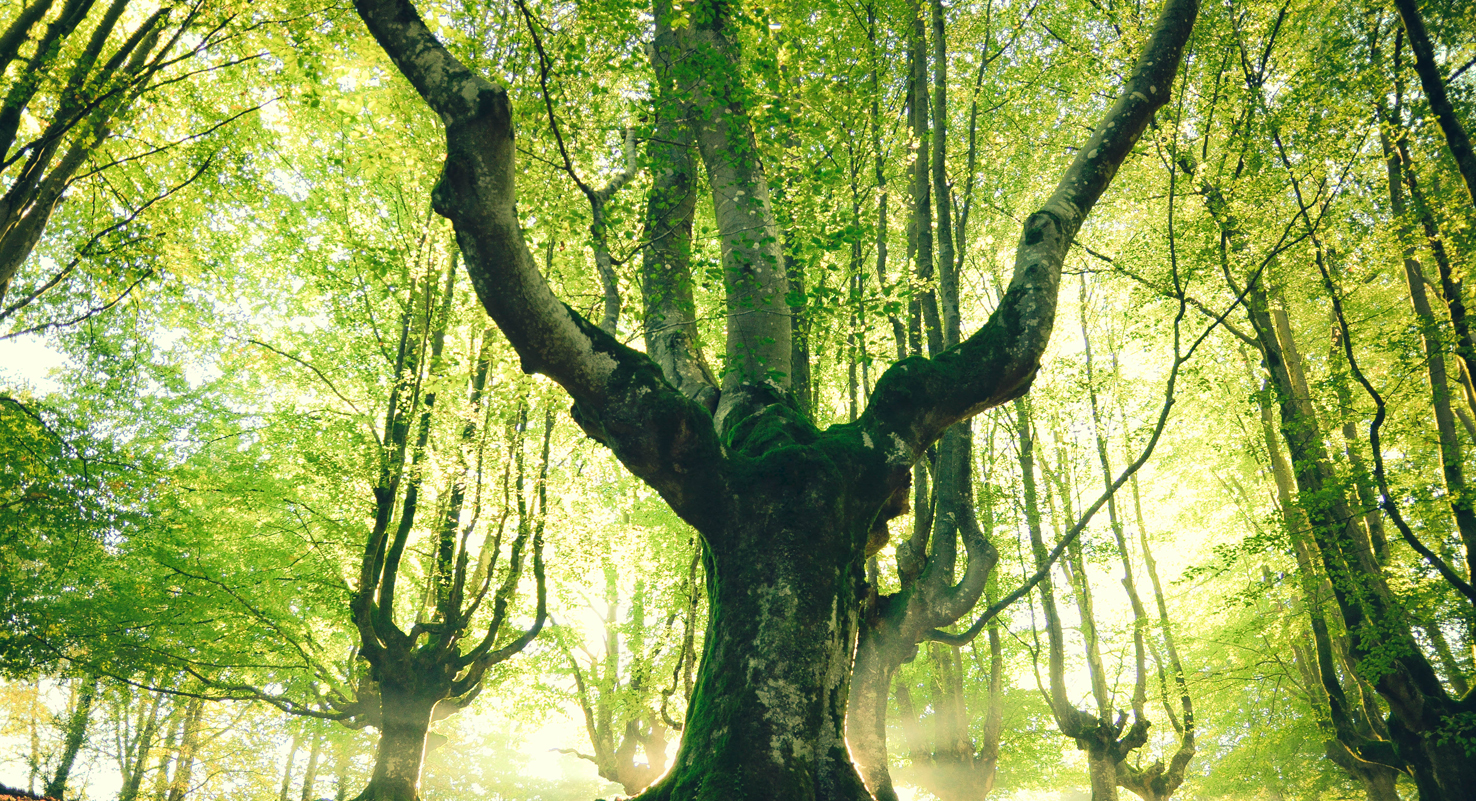 Duurzame verpakkingen